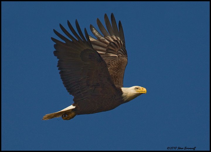 _0SB0616 american bald eagle.jpg